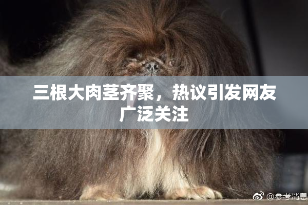 三根大肉茎齐聚，热议引发网友广泛关注