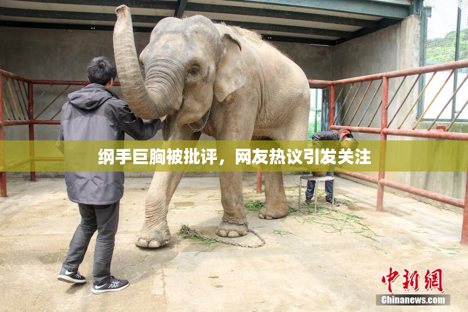 纲手巨胸被批评，网友热议引发关注