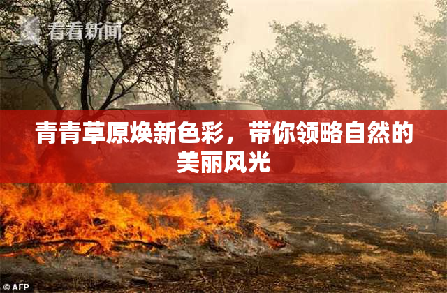 青青草原焕新色彩，带你领略自然的美丽风光
