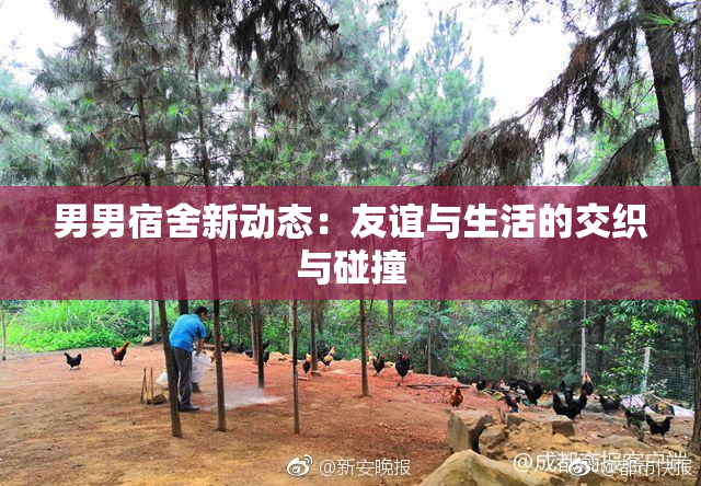 男男宿舍新动态：友谊与生活的交织与碰撞