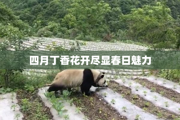 四月丁香花开尽显春日魅力
