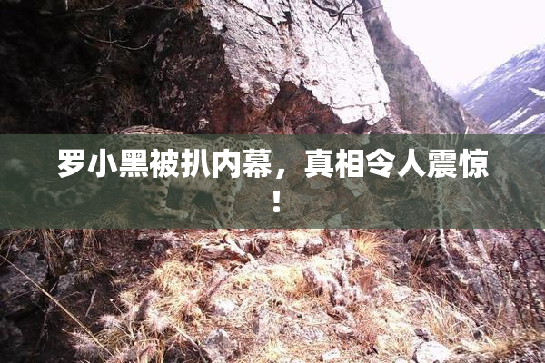 罗小黑被扒内幕，真相令人震惊！