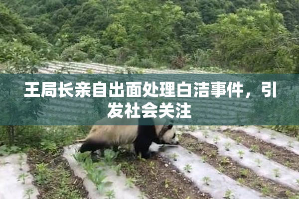 王局长亲自出面处理白洁事件，引发社会关注