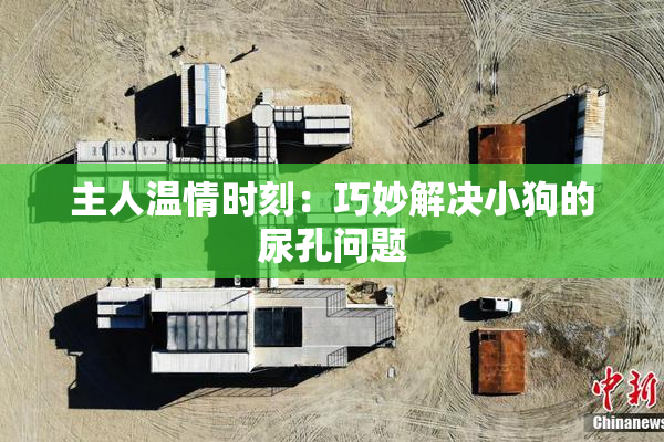主人温情时刻：巧妙解决小狗的尿孔问题