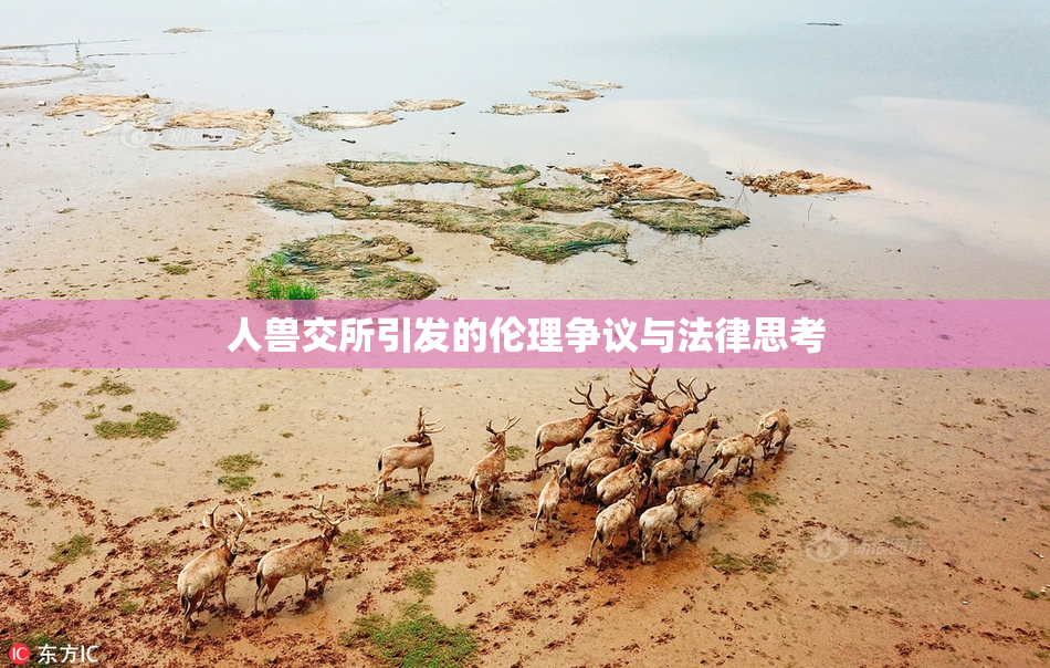 人兽交所引发的伦理争议与法律思考