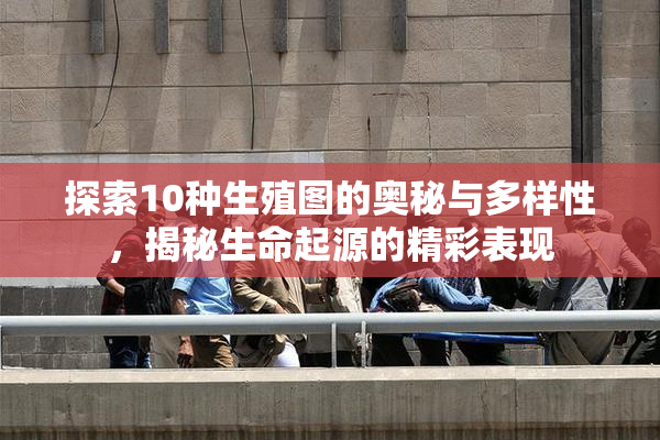 探索10种生殖图的奥秘与多样性，揭秘生命起源的精彩表现