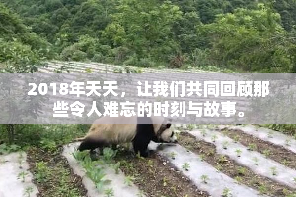 2018年天天，让我们共同回顾那些令人难忘的时刻与故事。