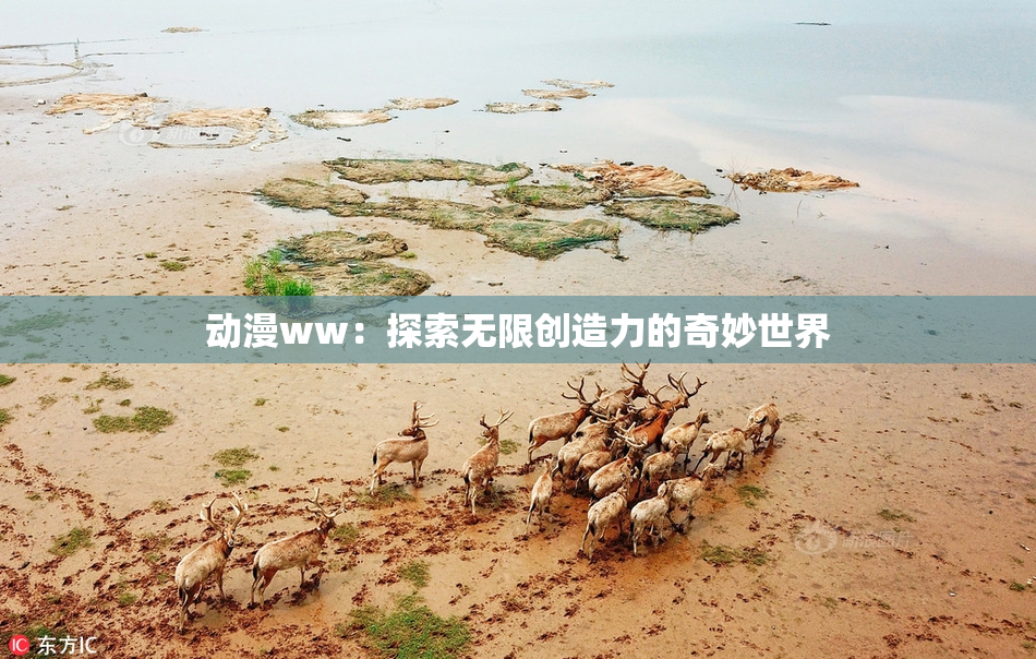 动漫ww：探索无限创造力的奇妙世界