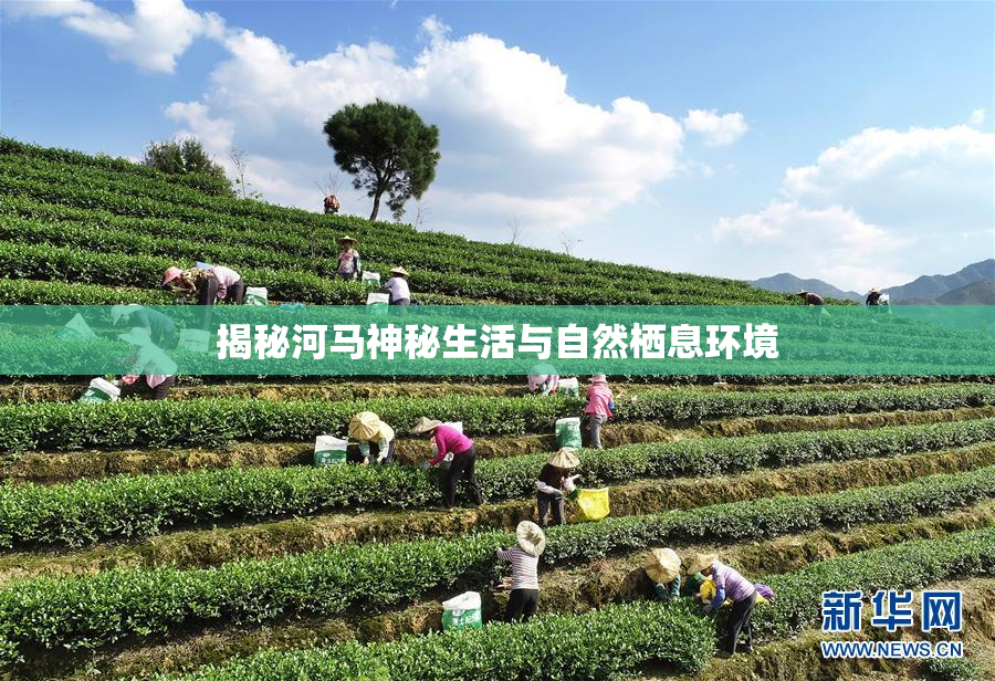 揭秘河马神秘生活与自然栖息环境