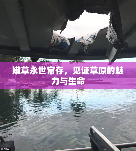 嫩草永世常存，见证草原的魅力与生命