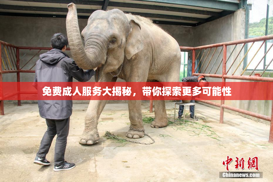 免费成人服务大揭秘，带你探索更多可能性