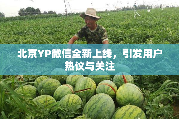 北京YP微信全新上线，引发用户热议与关注