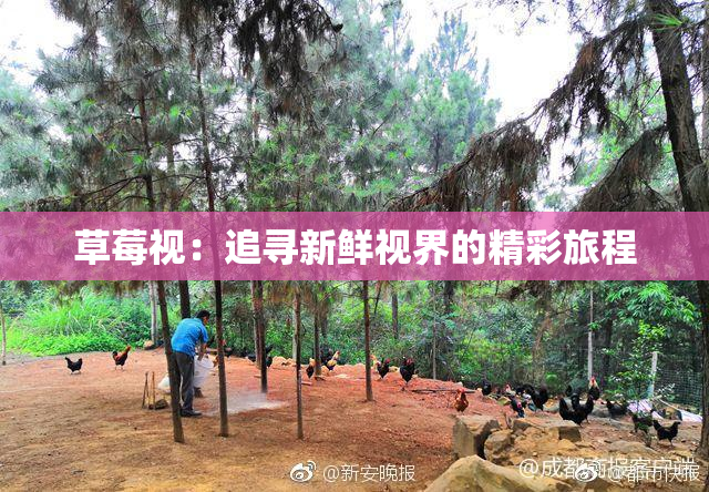 草莓视：追寻新鲜视界的精彩旅程