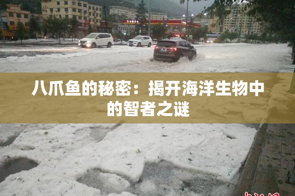 八爪鱼的秘密：揭开海洋生物中的智者之谜