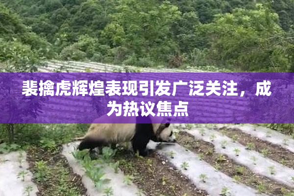 裴擒虎辉煌表现引发广泛关注，成为热议焦点