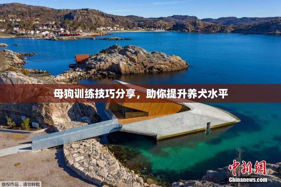 母狗训练技巧分享，助你提升养犬水平