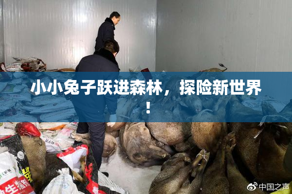小小兔子跃进森林，探险新世界！