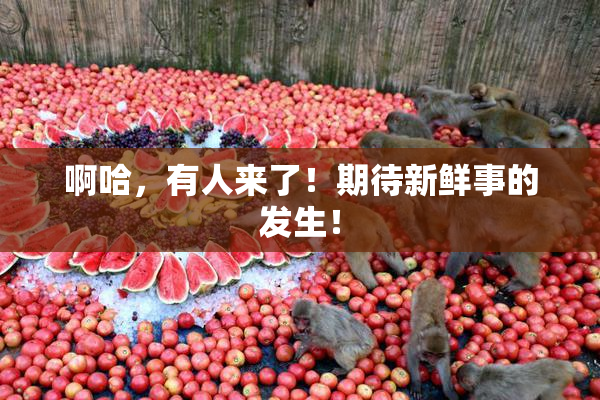 啊哈，有人来了！期待新鲜事的发生！
