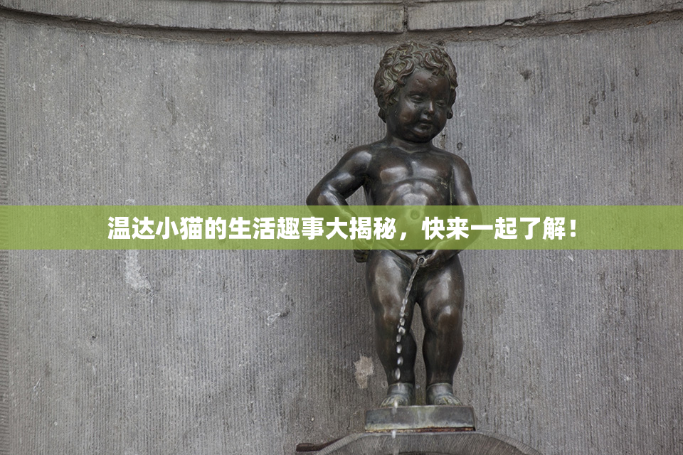 温达小猫的生活趣事大揭秘，快来一起了解！
