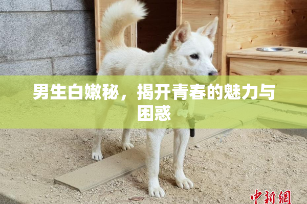 男生白嫩秘，揭开青春的魅力与困惑