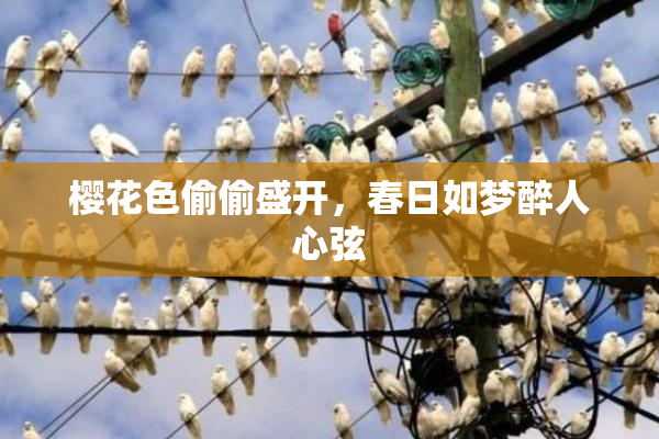 樱花色偷偷盛开，春日如梦醉人心弦