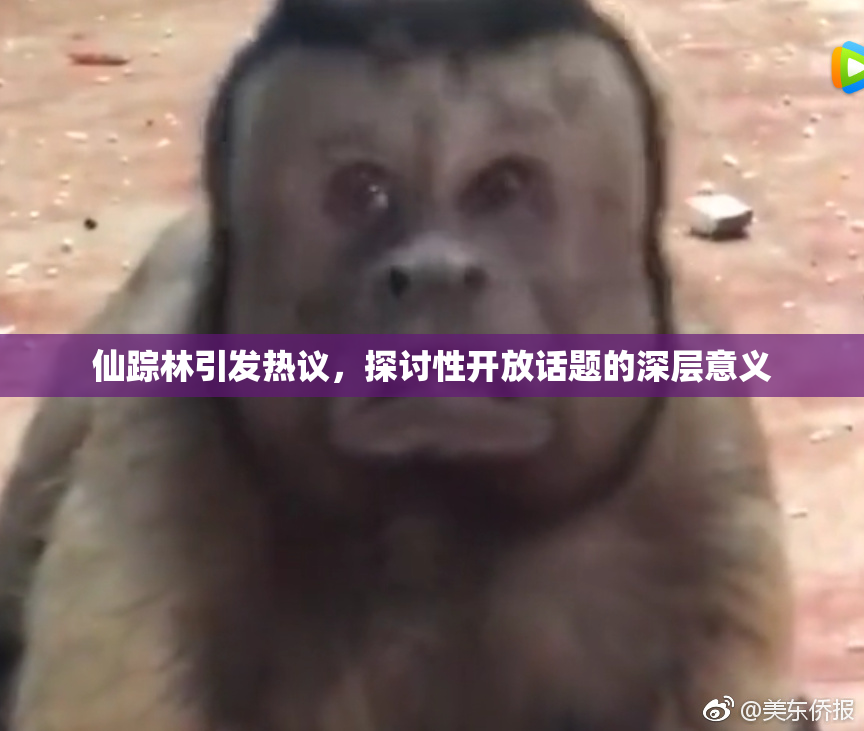 仙踪林引发热议，探讨性开放话题的深层意义