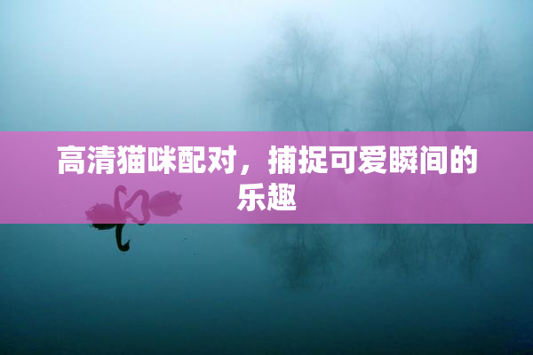 高清猫咪配对，捕捉可爱瞬间的乐趣