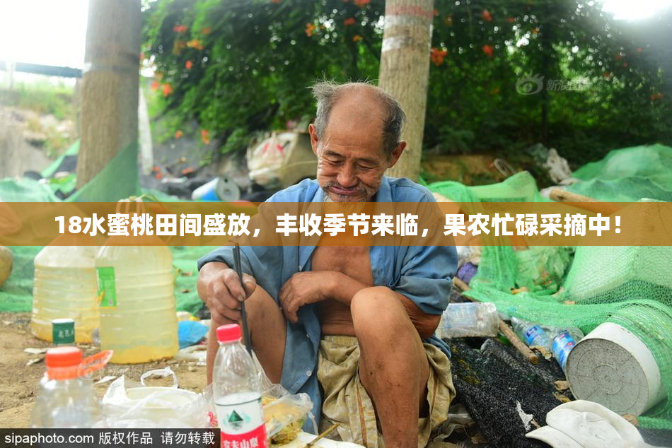 18水蜜桃田间盛放，丰收季节来临，果农忙碌采摘中！