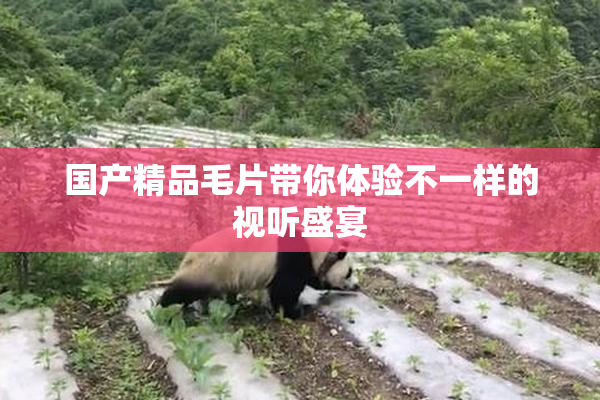国产精品毛片带你体验不一样的视听盛宴