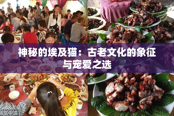 神秘的埃及猫：古老文化的象征与宠爱之选