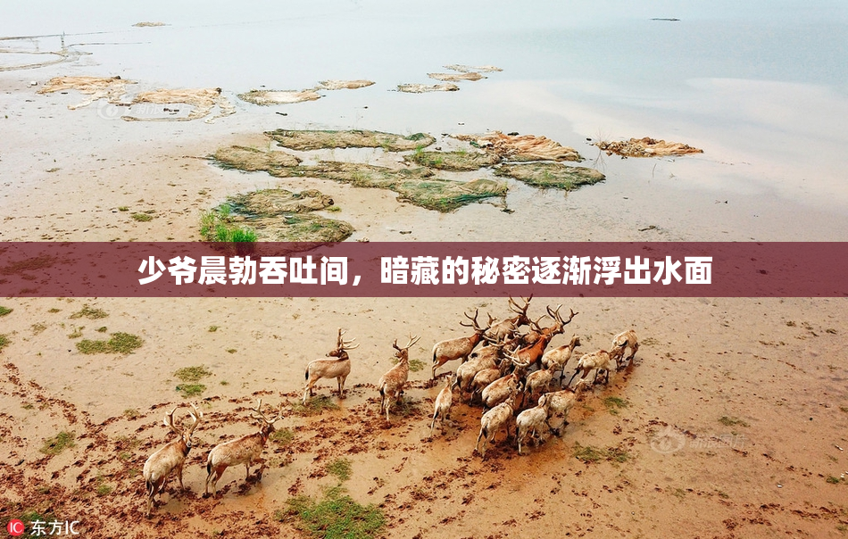 少爷晨勃吞吐间，暗藏的秘密逐渐浮出水面