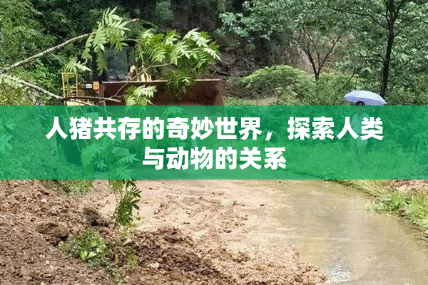 人猪共存的奇妙世界，探索人类与动物的关系