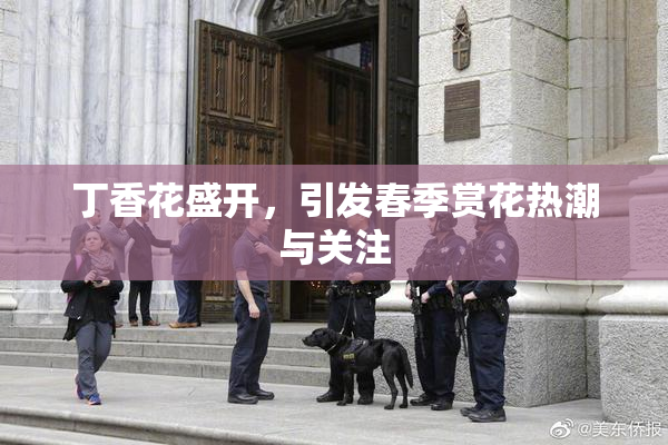 丁香花盛开，引发春季赏花热潮与关注