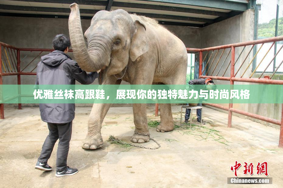 优雅丝袜高跟鞋，展现你的独特魅力与时尚风格
