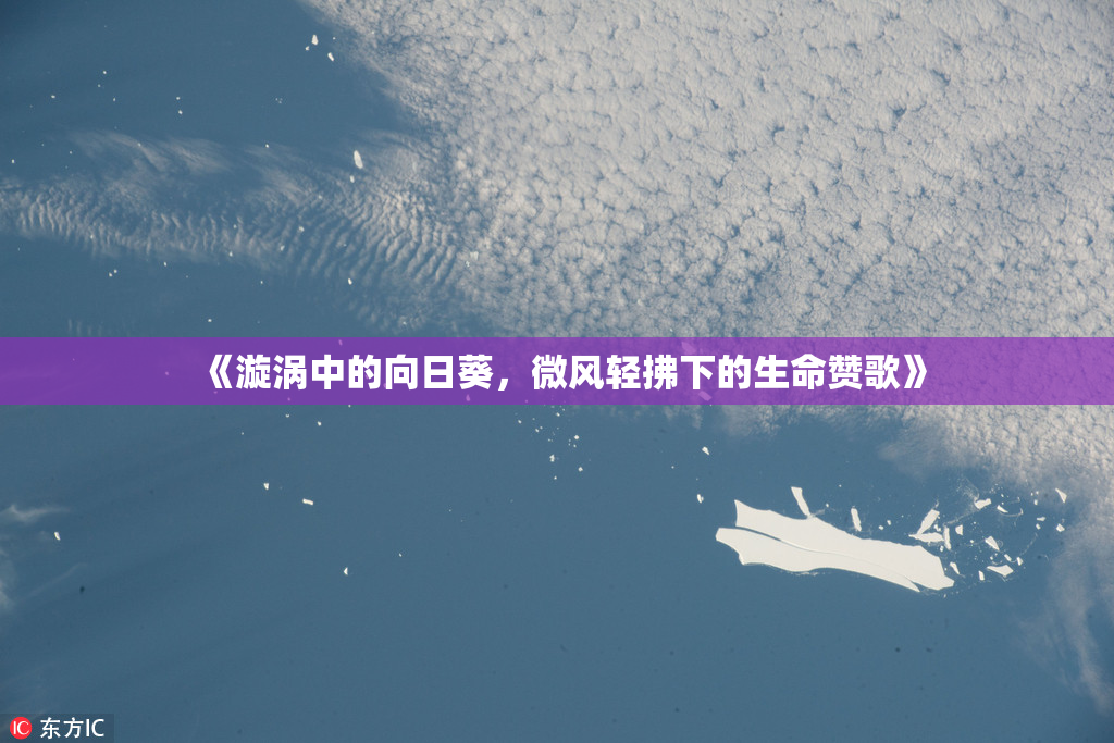 《漩涡中的向日葵，微风轻拂下的生命赞歌》