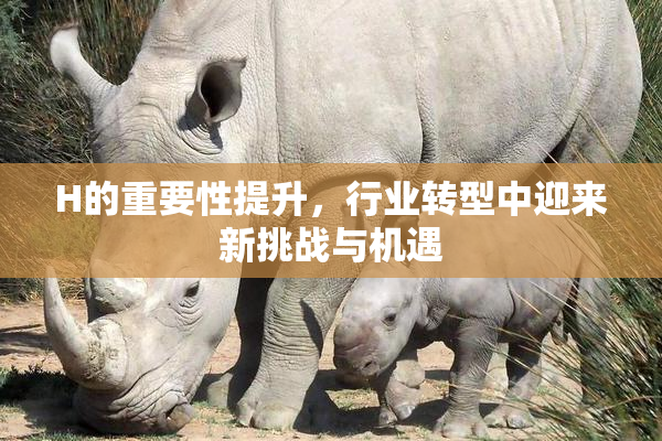 H的重要性提升，行业转型中迎来新挑战与机遇