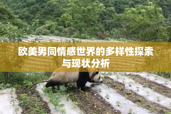 欧美男同情感世界的多样性探索与现状分析