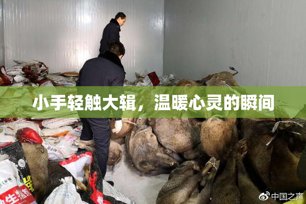 小手轻触大辑，温暖心灵的瞬间