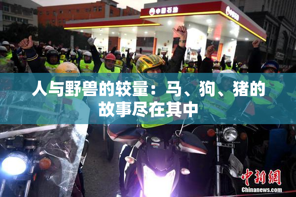 人与野兽的较量：马、狗、猪的故事尽在其中