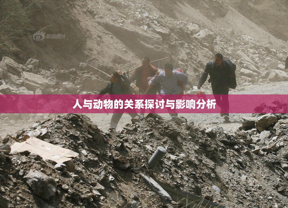 人与动物的关系探讨与影响分析