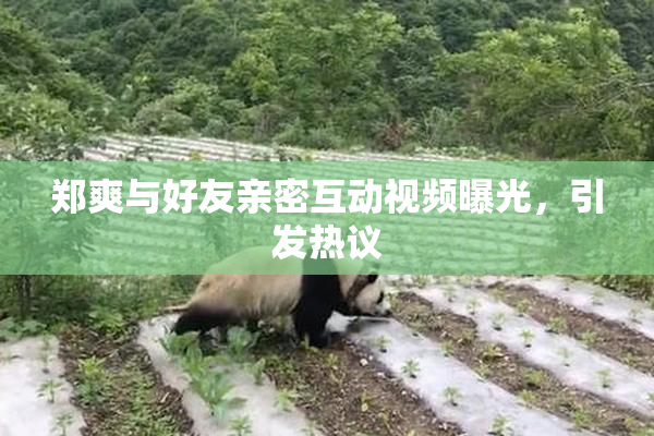 郑爽与好友亲密互动视频曝光，引发热议