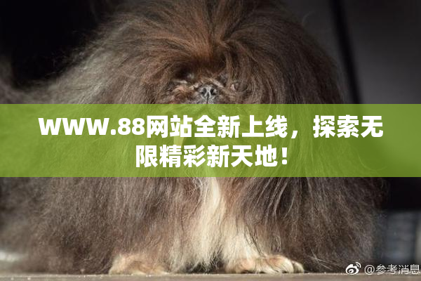 WWW.88网站全新上线，探索无限精彩新天地！