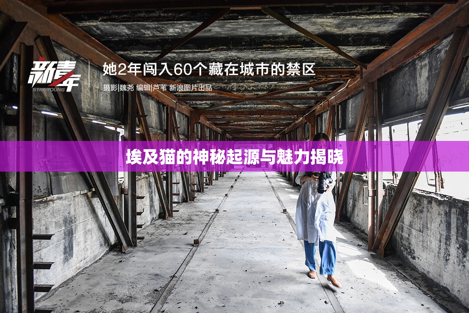 埃及猫的神秘起源与魅力揭晓