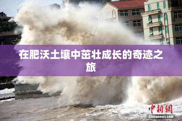 在肥沃土壤中茁壮成长的奇迹之旅