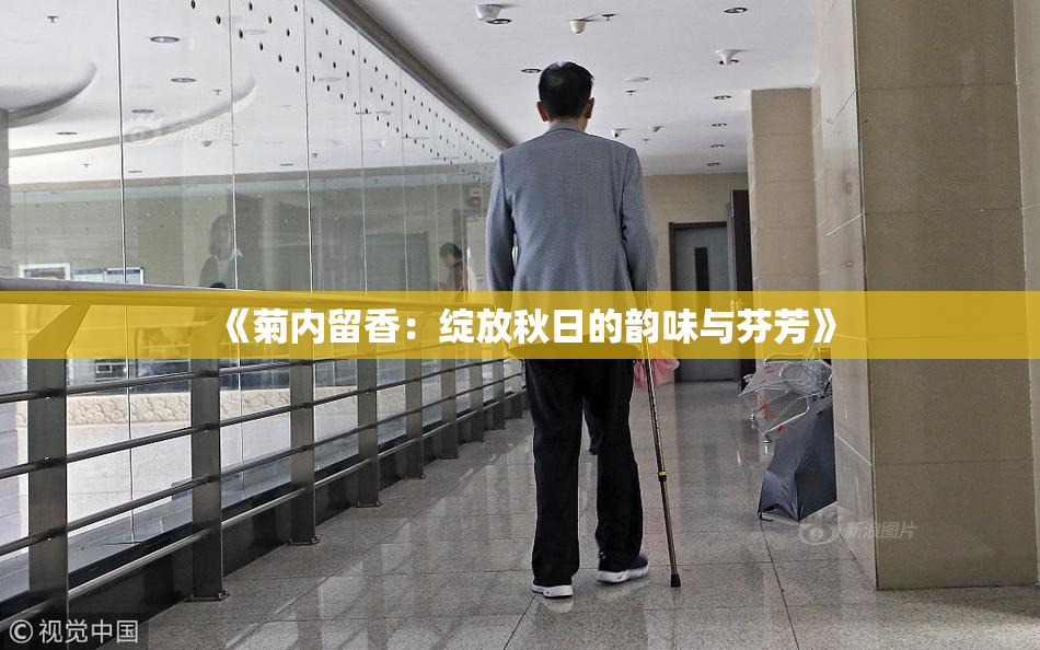 《菊内留香：绽放秋日的韵味与芬芳》