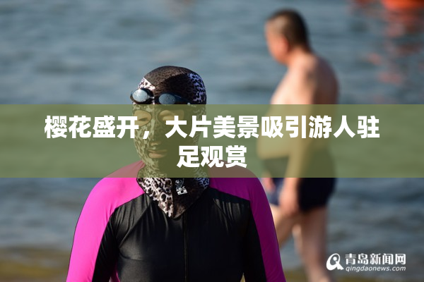 樱花盛开，大片美景吸引游人驻足观赏