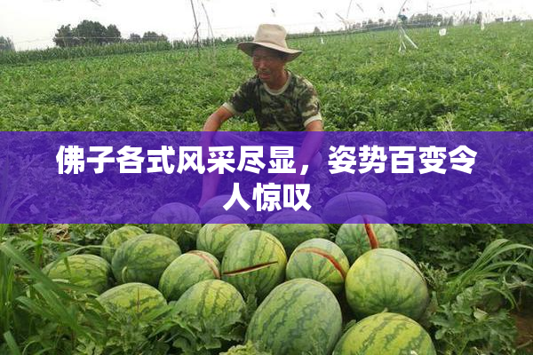佛子各式风采尽显，姿势百变令人惊叹