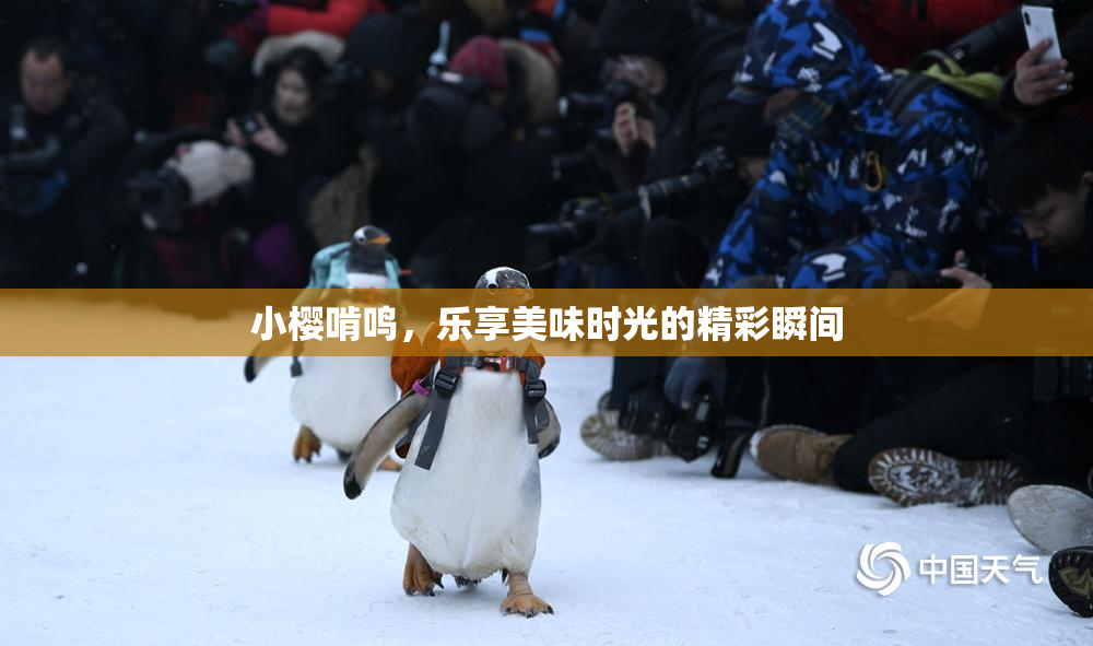 小樱啃鸣，乐享美味时光的精彩瞬间