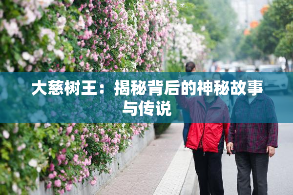 大慈树王：揭秘背后的神秘故事与传说