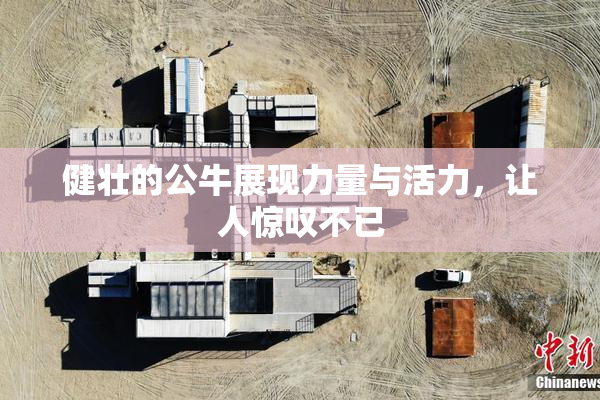 健壮的公牛展现力量与活力，让人惊叹不已